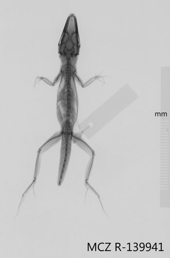 Media type: image;   Herpetology R-139941 Aspect: dorsoventral x-ray